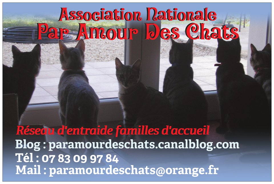 Affiche de l'Association Par Amour Des Chats
