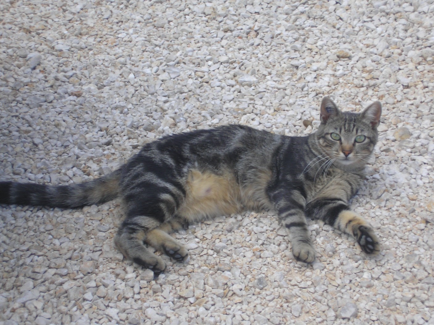 Doudou le chat