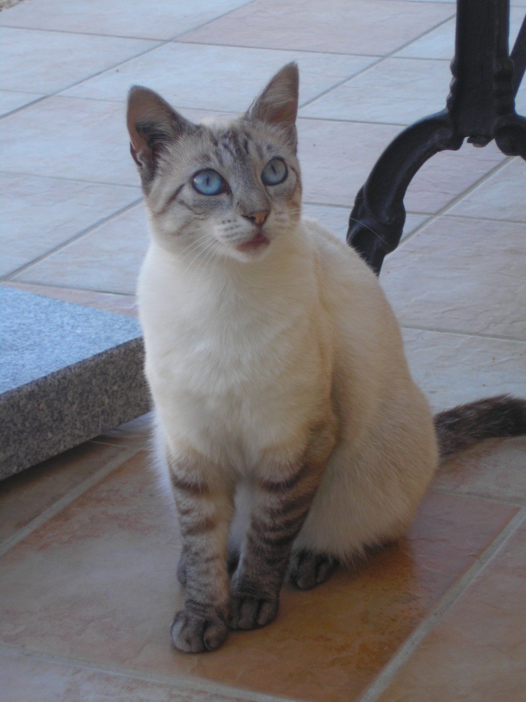 Mimi la chatte rescapée
