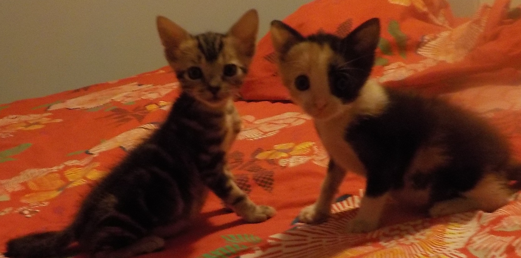 Nicollin et Nicole, deux chats rescapés